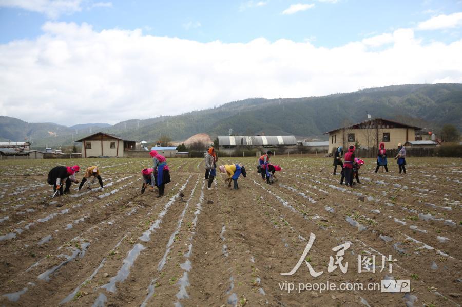 秦九价格与中药材信息网，探索传统与现代的完美结合中药材秦九图片