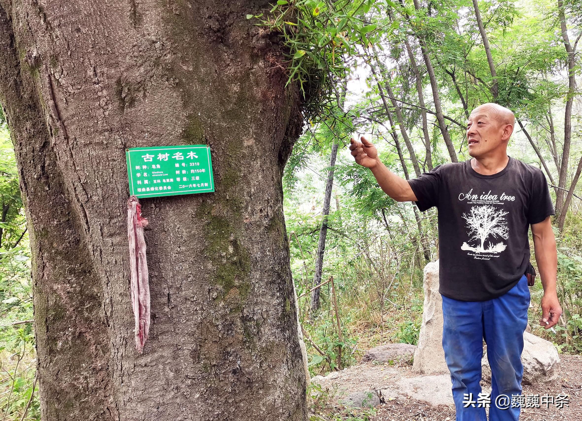 中药材市场动态